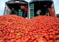 Tomate lidera alzas de precios