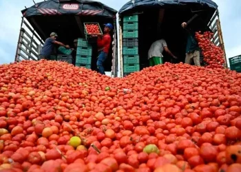 Tomate lidera alzas de precios