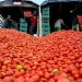 Tomate lidera alzas de precios