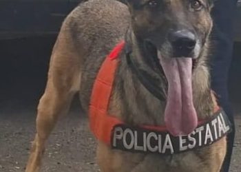 Unidad canina K-9 de la Policía Estatal logra detención y aseguramiento de narcótico en Hermosillo