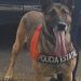 Unidad canina K-9 de la Policía Estatal logra detención y aseguramiento de narcótico en Hermosillo