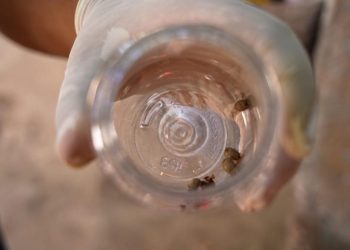 Salud Sonora refuerza acciones de prevención contra la rickettsia