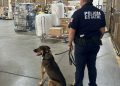 Unidad K-9 fortalece operativos de la Policía Estatal y la detención de objetivos prioritarios