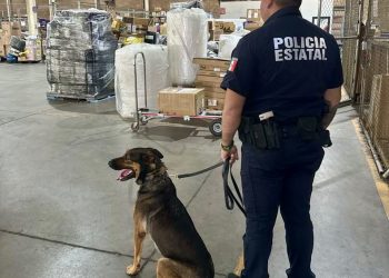 Unidad K-9 fortalece operativos de la Policía Estatal y la detención de objetivos prioritarios