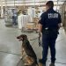 Unidad K-9 fortalece operativos de la Policía Estatal y la detención de objetivos prioritarios