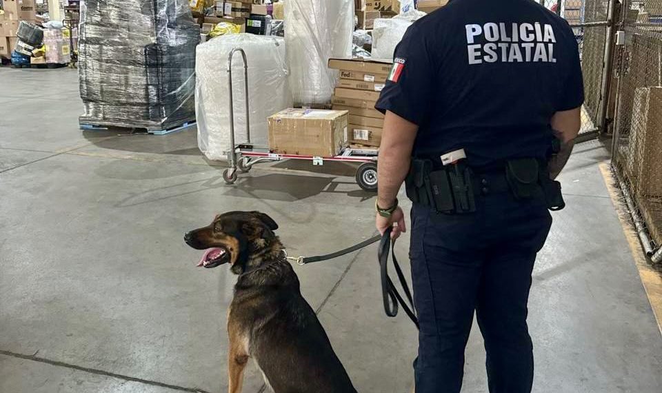 Unidad K-9 fortalece operativos de la Policía Estatal y la detención de objetivos prioritarios