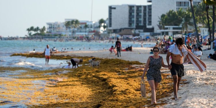México anuncia inversión de 115 millones de dólares para contener el sargazo en el Caribe
