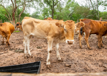 Exportadores ganado sufren pérdida de 592 mdd por gusano barrenador