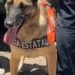 Unidad Canina K-9 de la PESP asegura narcóticos en Hermosillo