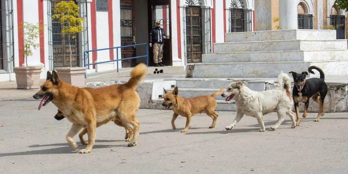 8 de cada 10 hermosillenses consideran que animales callejeros representan un problema importante: Hermosillo ¿Cómo vamos?