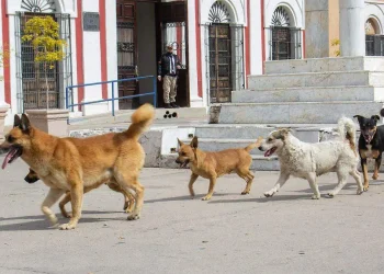 8 de cada 10 hermosillenses consideran que animales callejeros representan un problema importante: Hermosillo ¿Cómo vamos?