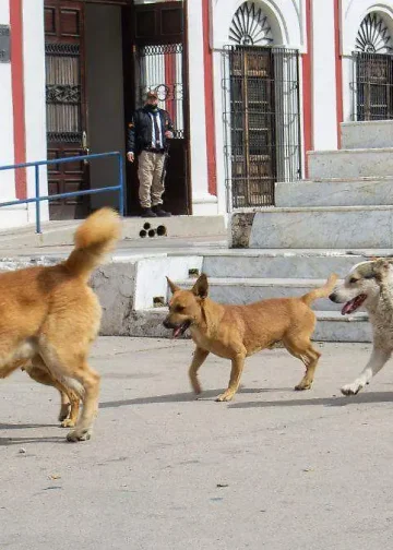 8 de cada 10 hermosillenses consideran que animales callejeros representan un problema importante: Hermosillo ¿Cómo vamos?