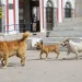 8 de cada 10 hermosillenses consideran que animales callejeros representan un problema importante: Hermosillo ¿Cómo vamos?