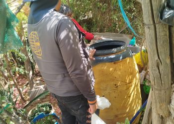 Recientes lluvias favorecen la presencia del mosquito transmisor del dengue; Salud Sonora llama a prevenir eliminando criaderos