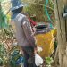 Recientes lluvias favorecen la presencia del mosquito transmisor del dengue; Salud Sonora llama a prevenir eliminando criaderos