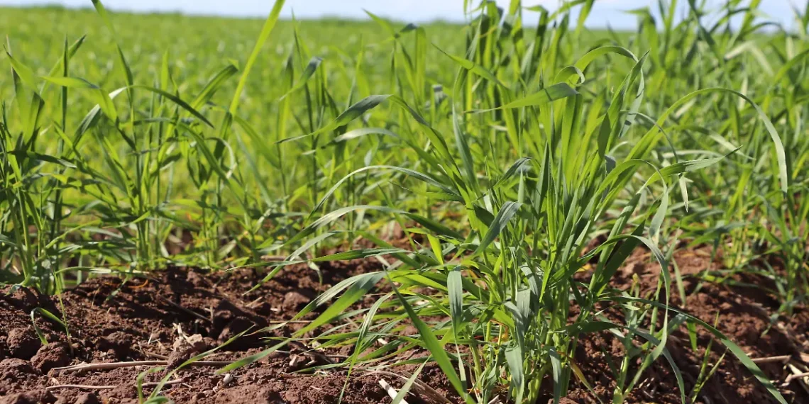 Con la llegada de las lluvias mejoran las expectativas para el campo sonorense