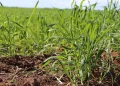 Con la llegada de las lluvias mejoran las expectativas para el campo sonorense