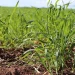 Con la llegada de las lluvias mejoran las expectativas para el campo sonorense