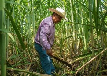 Recuperan azucareros mexicanos acceso a EU