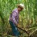 Recuperan azucareros mexicanos acceso a EU