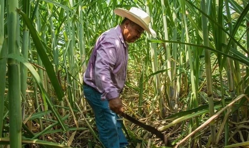 Recuperan azucareros mexicanos acceso a EU