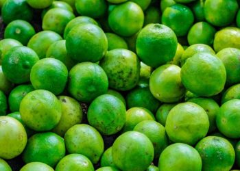 Limón de Veracruz para EU y Rusia; exportan más de 40 toneladas