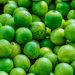Limón de Veracruz para EU y Rusia; exportan más de 40 toneladas