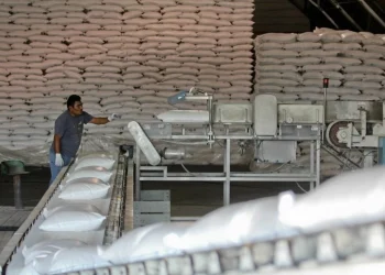 Sheinbaum: “noticia extraordinaria” incremento de 512% en la exportación de azúcar a EU