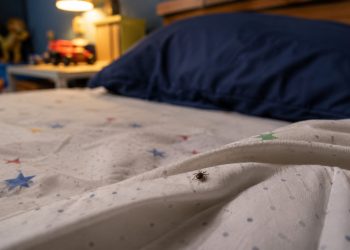 Llama Salud Sonora a revisar los dormitorios para prevenir la fiebre manchada y evitar contagios en la población