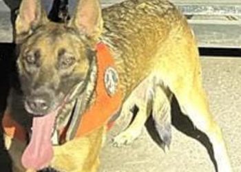 PESP refuerza acciones de seguridad con intervención de su Unidad K-9