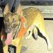 PESP refuerza acciones de seguridad con intervención de su Unidad K-9