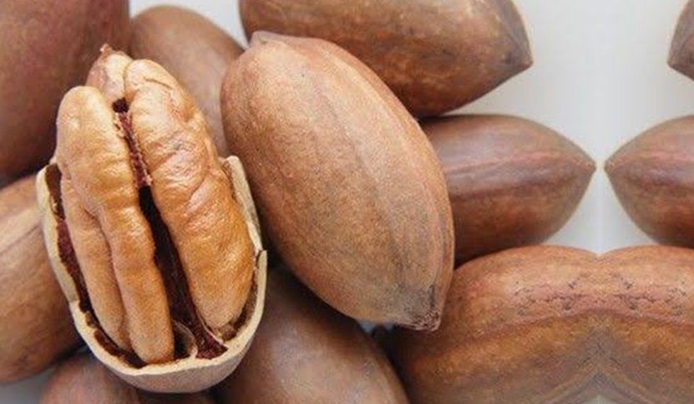 China impone aranceles a las nueces pecanas de México