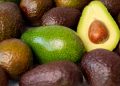 Suspensión de exportaciones de aguacate a EU genera afectación
