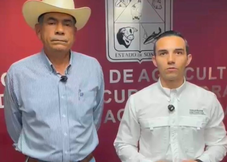 Gobierno de Sonora refuerza vigilancia sanitaria ante detección de gusano barrenador