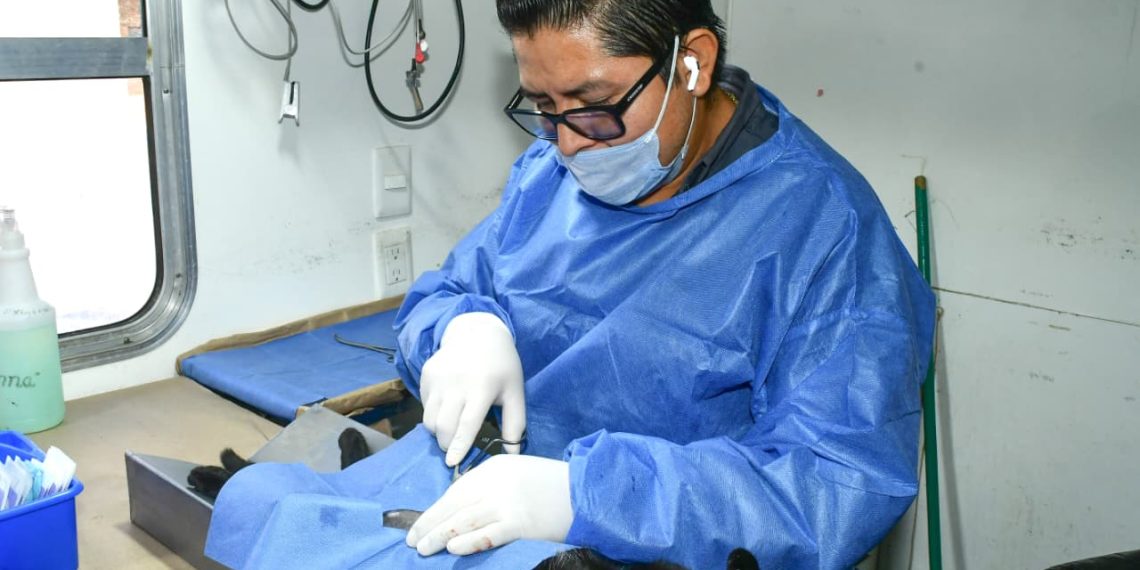 Promueven programa de castraciones gratuitas “Sábado sólo de gatitos”