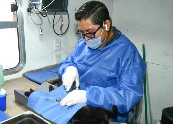Promueven programa de castraciones gratuitas “Sábado sólo de gatitos”