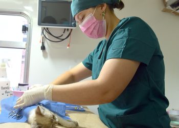 Anuncian jornada de esterilización gratuita del 24 al 29 de agosto