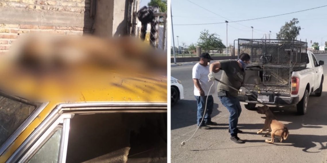 Cateo permite rescatar dos perros y localizar a otro sin vida en casa de San Luis Río Colorado
