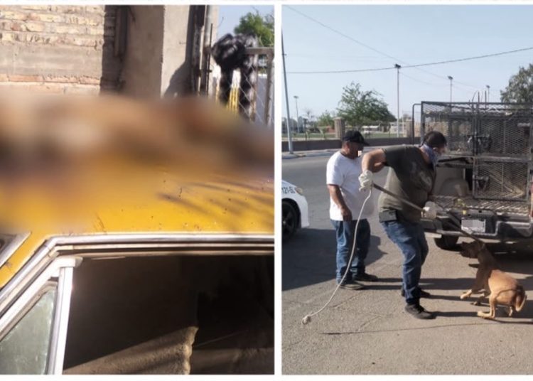 Cateo permite rescatar dos perros y localizar a otro sin vida en casa de San Luis Río Colorado