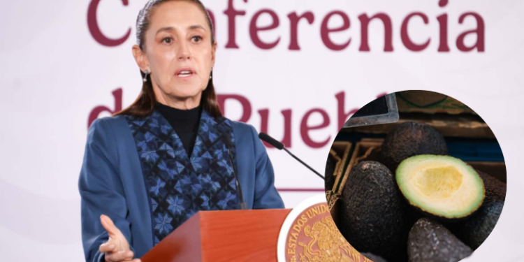Sheinbaum garantiza seguridad permanente a productores de aguacate