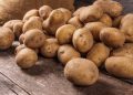 Compiten en desventaja productores mexicanos de papa