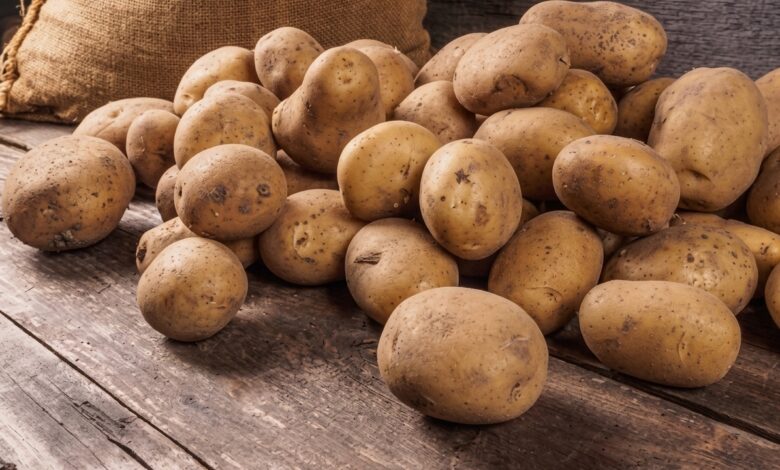 Compiten en desventaja productores mexicanos de papa