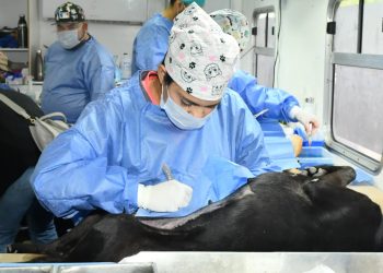 Invita Gobierno Municipal a jornadas gratuitas de esterilización y baños contra garrapatas para perros y gatos