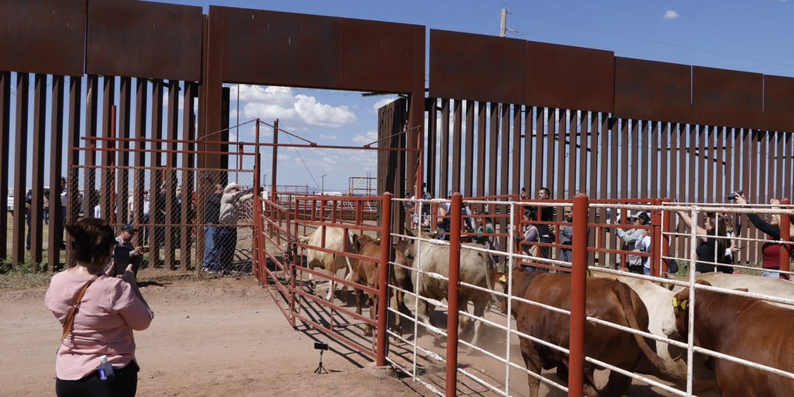 Durazo y Sheinbaum refuerzan acciones ante reapertura de la frontera; dispersan 7 millones de moscas estériles contra el gusano barrenador