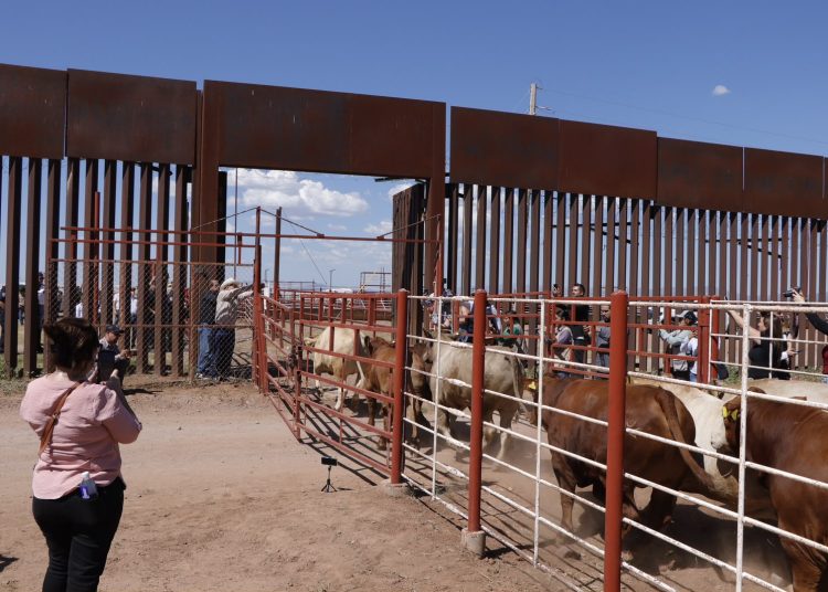 Durazo y Sheinbaum refuerzan acciones ante reapertura de la frontera; dispersan 7 millones de moscas estériles contra el gusano barrenador