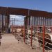 Durazo y Sheinbaum refuerzan acciones ante reapertura de la frontera; dispersan 7 millones de moscas estériles contra el gusano barrenador