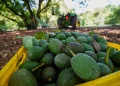 EU suspendió de forma temporal las exportaciones de aguacate michoacano por una alerta de seguridad
