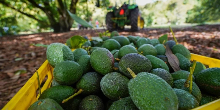 EU suspendió de forma temporal las exportaciones de aguacate michoacano por una alerta de seguridad