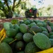 EU suspendió de forma temporal las exportaciones de aguacate michoacano por una alerta de seguridad