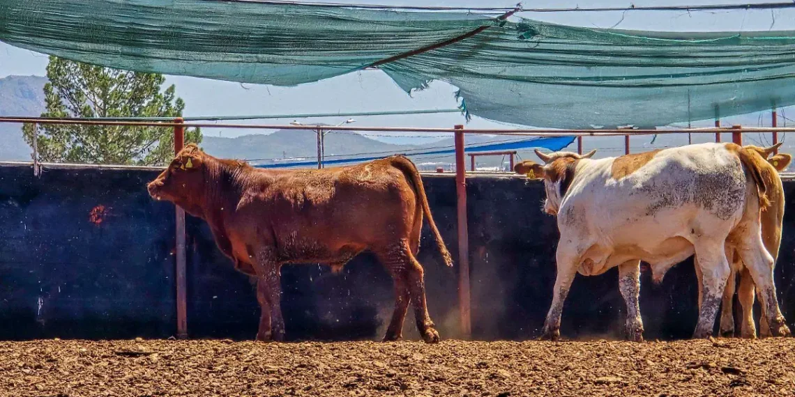 Detectan en Yécora segundo caso de gusano barrenador